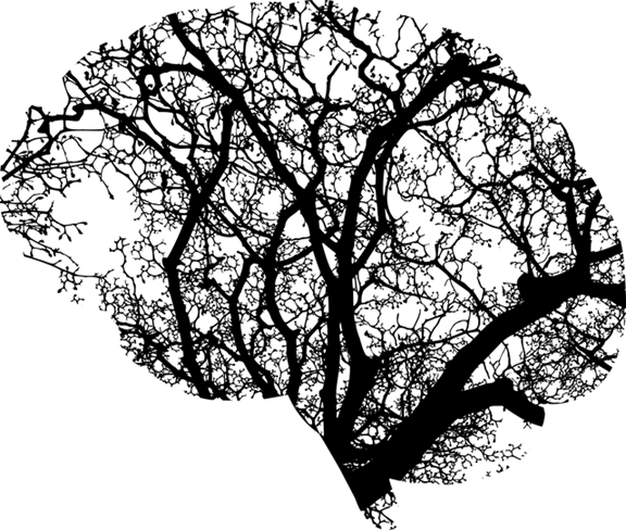 brain