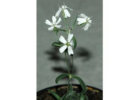 Silene stenophylla