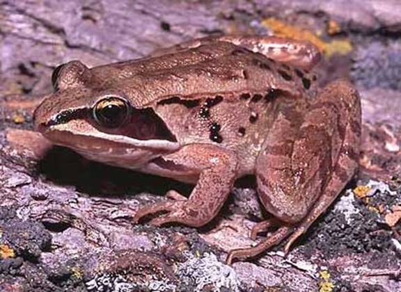 Wood Frog